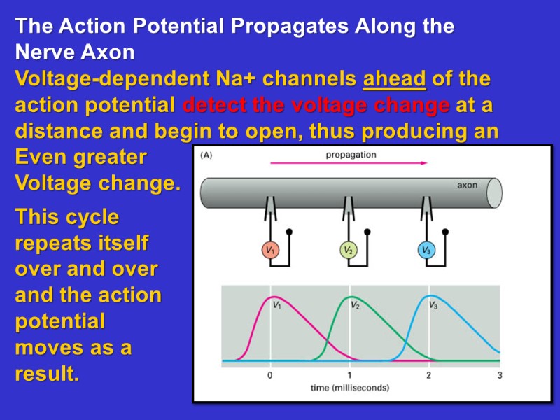 The Action Potential Propagates Along the Nerve Axon Voltage-dependent Na+ channels ahead of the